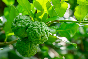 Bergamot, Fresh green bergamot fruit hanging from branch. bergamot tree garden and healthy food concept, group of bergamot,Bergamot medicinal plants with many