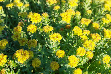 medical plant Rosenroot ( Phodiola Rosea)