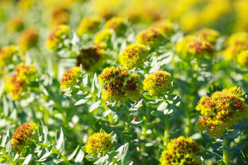 medical plant Rosenroot ( Phodiola Rosea)