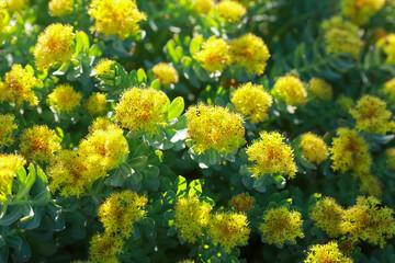medical plant Rosenroot ( Phodiola Rosea)