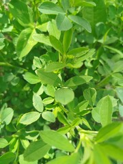 green leaves background