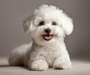 White bichon frise dog with space for text.