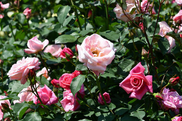 バラ「マ・パーキンス」 Rose 