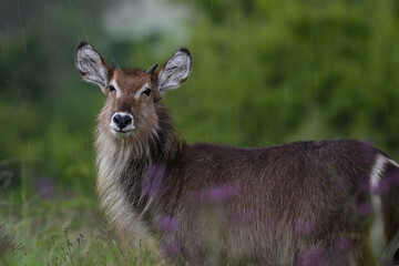 An adult female waterbuck stands in the rain with green trees in the background, Rietvlei Nature...