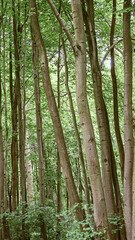 Fototapeta premium Tall trees in a countryside woodland landscape