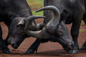 Obraz premium Closeup of two cape baffalo in a tussle