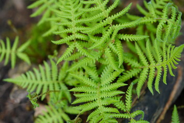 close up of fern leaves in natural environment on green background
