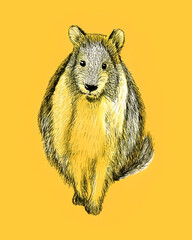 Rock hyrax animal illustration on yellow background