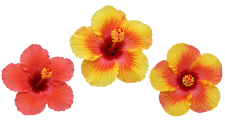 Three hibiscus blossoms displaying vibrant petals and prominent stamens in a floral arrangement view isolated on transparent background