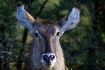 Closeup of a female waterbuck, Pilanesberg National Park, South Africa