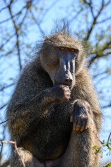 Closeup of an adult male baboon in the Pilanesberg National Park, South Africa