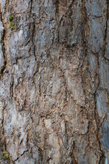 tree bark texture in the forest.