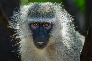 Closeup pf a young vervet monkey