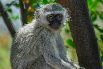 A young vervet monkey sitting in a tree