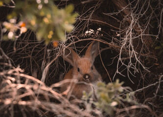 Young wild rabbit (Oryctolagus cuniculus) partially hidden and peering out from dense, dry branches and foliage. The small mammal is camouflaged within its natural habitat. © Serhii