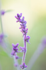 Obraz premium beautiful wild flowers blooming