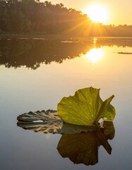 Obraz premium Golden sunlight glistens over calm water, highlighting a lone green leaf drifting gently.