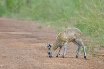A female klipspringer lon a road in the Pilanesberg National Park