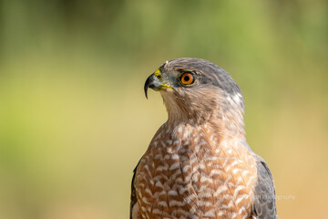 Cooper's hawk super detailed closeup portrait