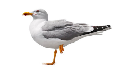 Obraz premium Close up Yellow-legged gull, Larus michahellis, isolated on white 