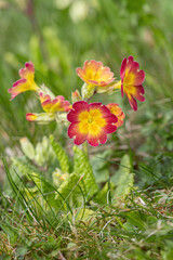 Obraz premium Natural hybrid of Primula acaulis grows wild in an unmown lawn.