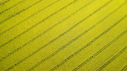 In Deutschland blühendes Rapsfeld aus der Luft.  Frühling in leuchtendem Gelb