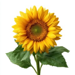Obraz premium Single sunflower bloom on white background