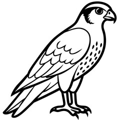Northern Falcon line art vector