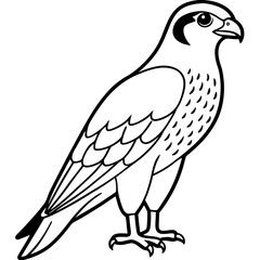 Northern Falcon line art vector