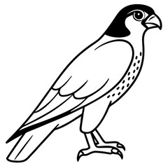 Northern Falcon line art vector
