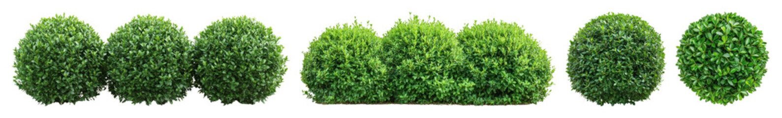 Fototapeta premium PNG Lush green spherical shrubs, element set on transparent background