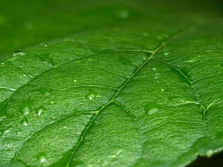 Nature background of green leaf with leaf veins. Macro photography of detailed green leaf with water drop.