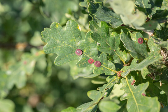 Galls of the common spangle gall (Neuroterus quercusbaccarum) on an oak leaf.