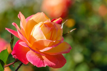 日光を浴びて輝くピンクオレンジのバラ