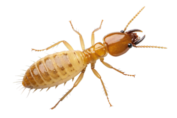 Close-up of a Termite Detailed View of Insect Anatomy and Morphology