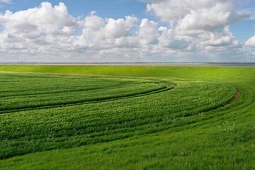 Green field under bright blue sky with clouds in spring. Hedon, Yorkshire, UK.
