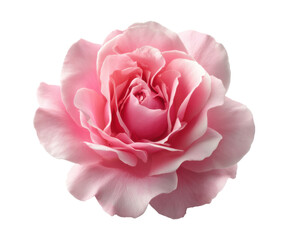 Beautiful pink rose blooming in natural elegance for decor, cut out transparent
