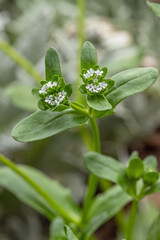 Small, tiny blossoms of lamb's lettuce (Valeriana locusta). Botanical detail.