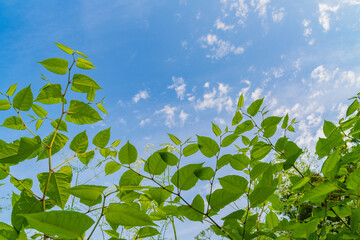 新緑の若葉と青空
