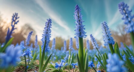 Obraz premium Blue Muscari Flowers Blooming Under a Clear Sky, a Springtime Meadow Scene.