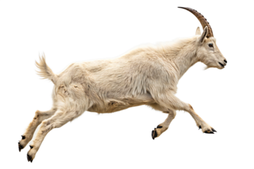 Majestic Mountain Goat in Mid-Leap A Stunning Wildlife Photograph