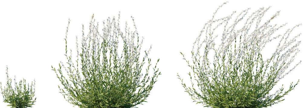 Set of Oenothera lindheimeri (Lindheimer's beeblossom, white gaura, pink gaura, Lindheimer's clockweed, Indian feather) isolated png on a transparent background perfectly cutout high resolution