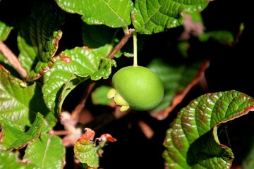 planta fruta gabiroba - Campomanesia guaviroba 