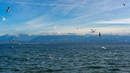 Vol de mouettes sur les rives du lac de Genève