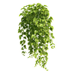 Fototapeta premium Stunning Hanging Plant with Lush Green Foliage , isolated on white background png
