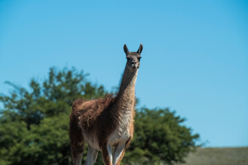 Guanacos in Pampas grass environment, La Pampa, Patagonia, Argentina.