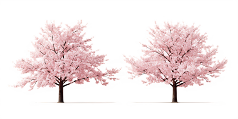 Two pink cherry blossom trees isolated on a white background