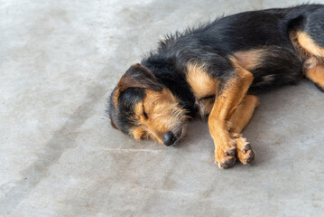 A black, furry, purebred dog lying down sleeping peacefully on the sidewalk of a street. Animal without an owner.
