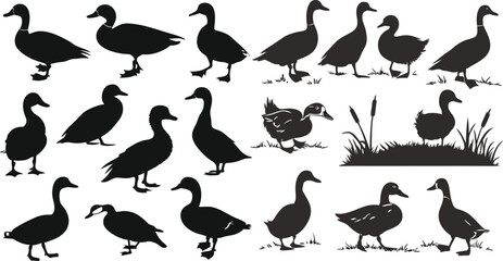 A vector set of ducks silhouettes. Quality detailed outlines of standing and swimming ducks flat collection