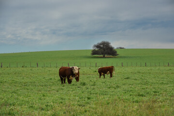 Cows in the Argentine countryside, La Pampa, Patagonia, Argentina.